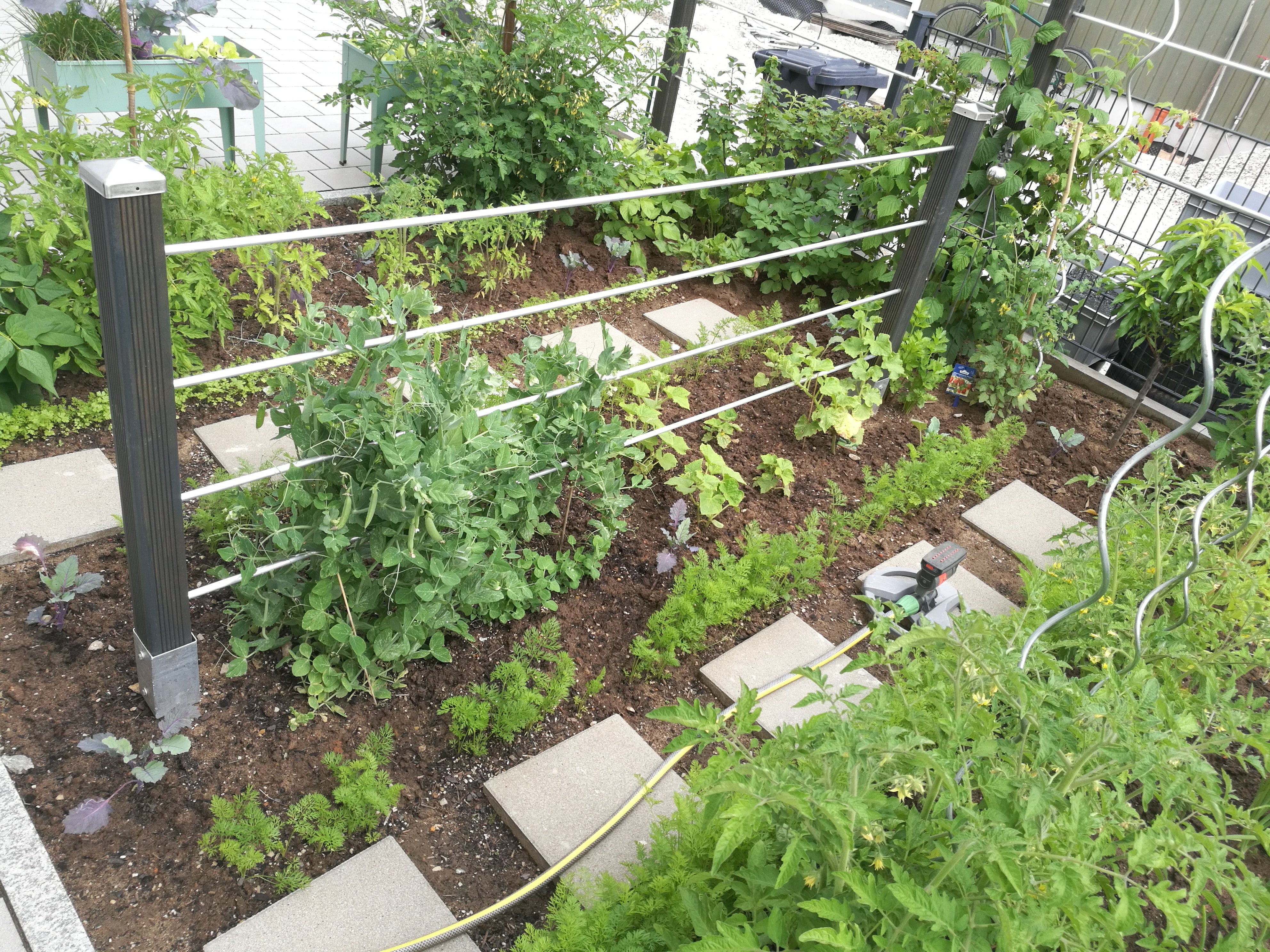 Rankhilfe für Erbsen im Garten