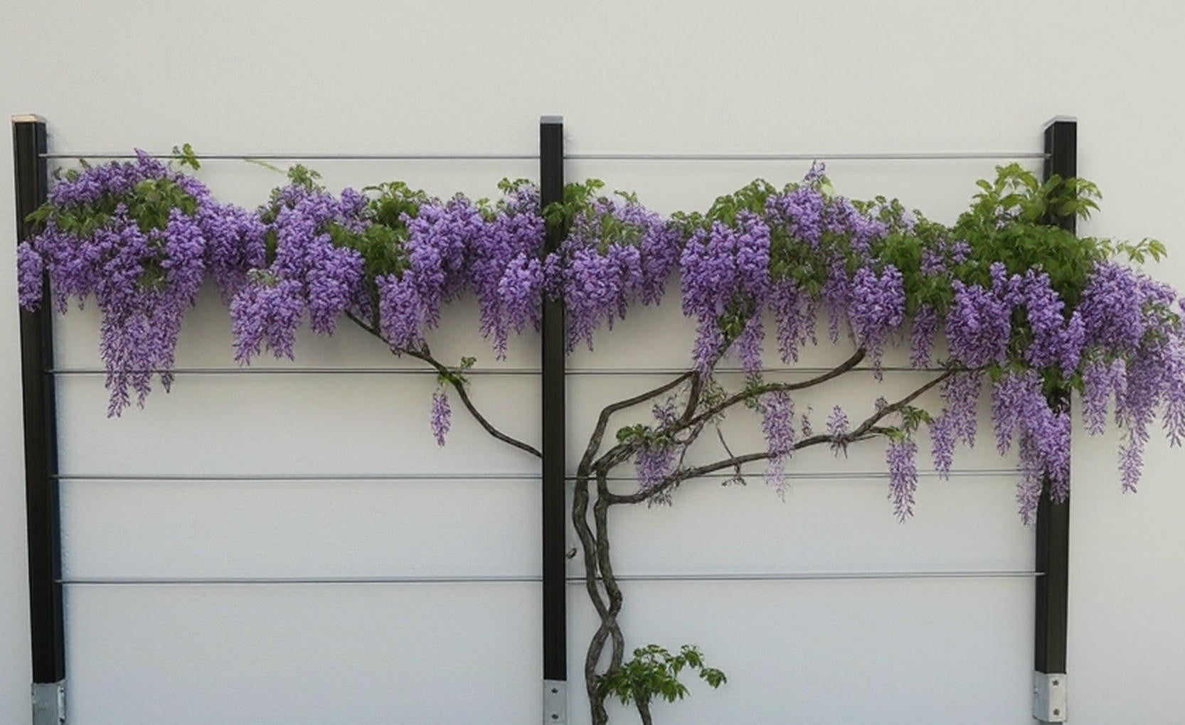 Rankhilfe mit Blauregen im Garten