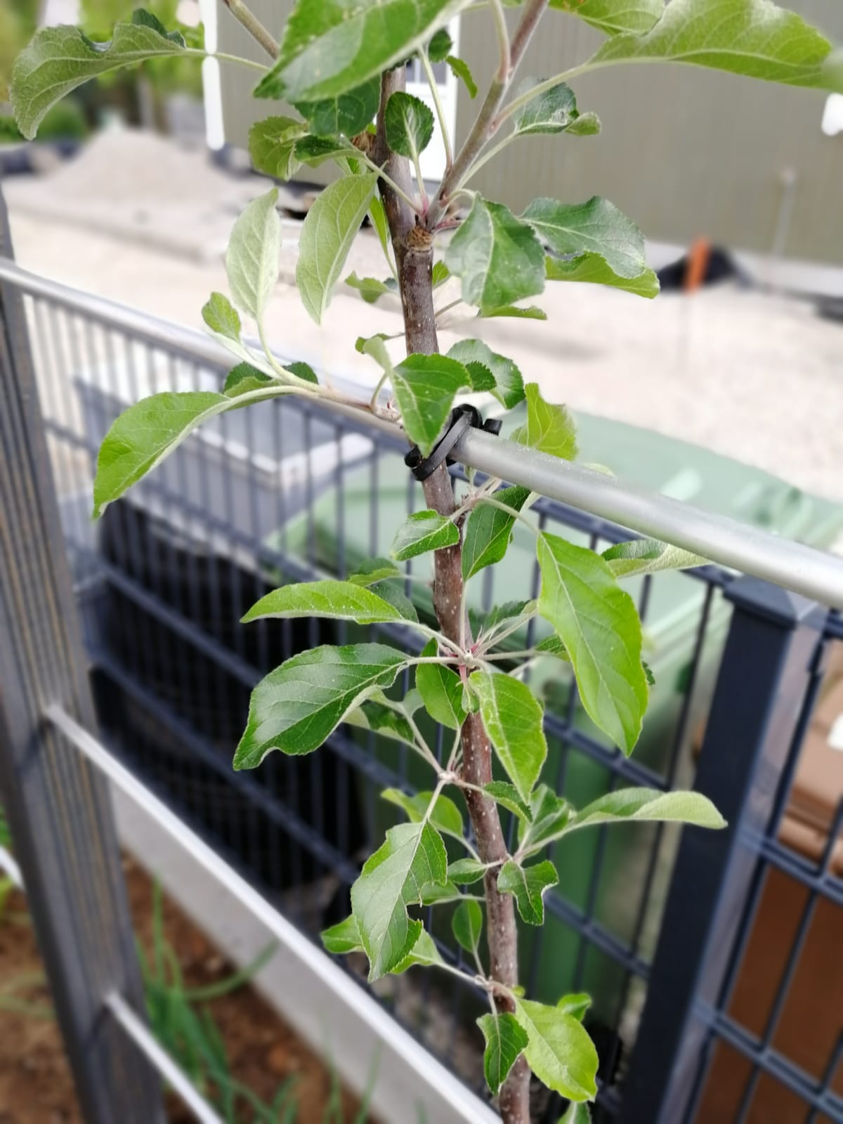 Rankbinder zur Befestigung von Pflanzen an der Rankhilfe 2