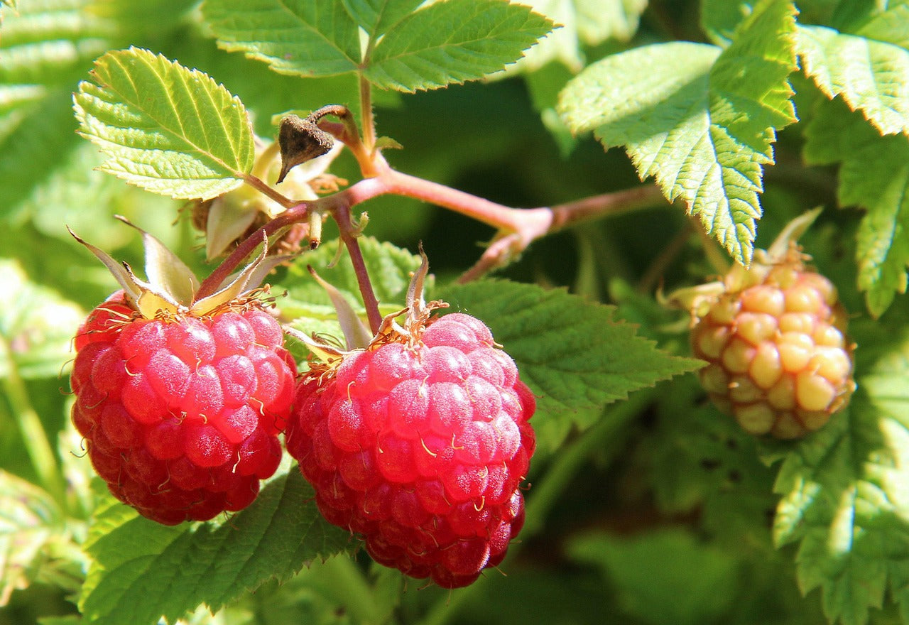 Rankhilfe Himbeeren