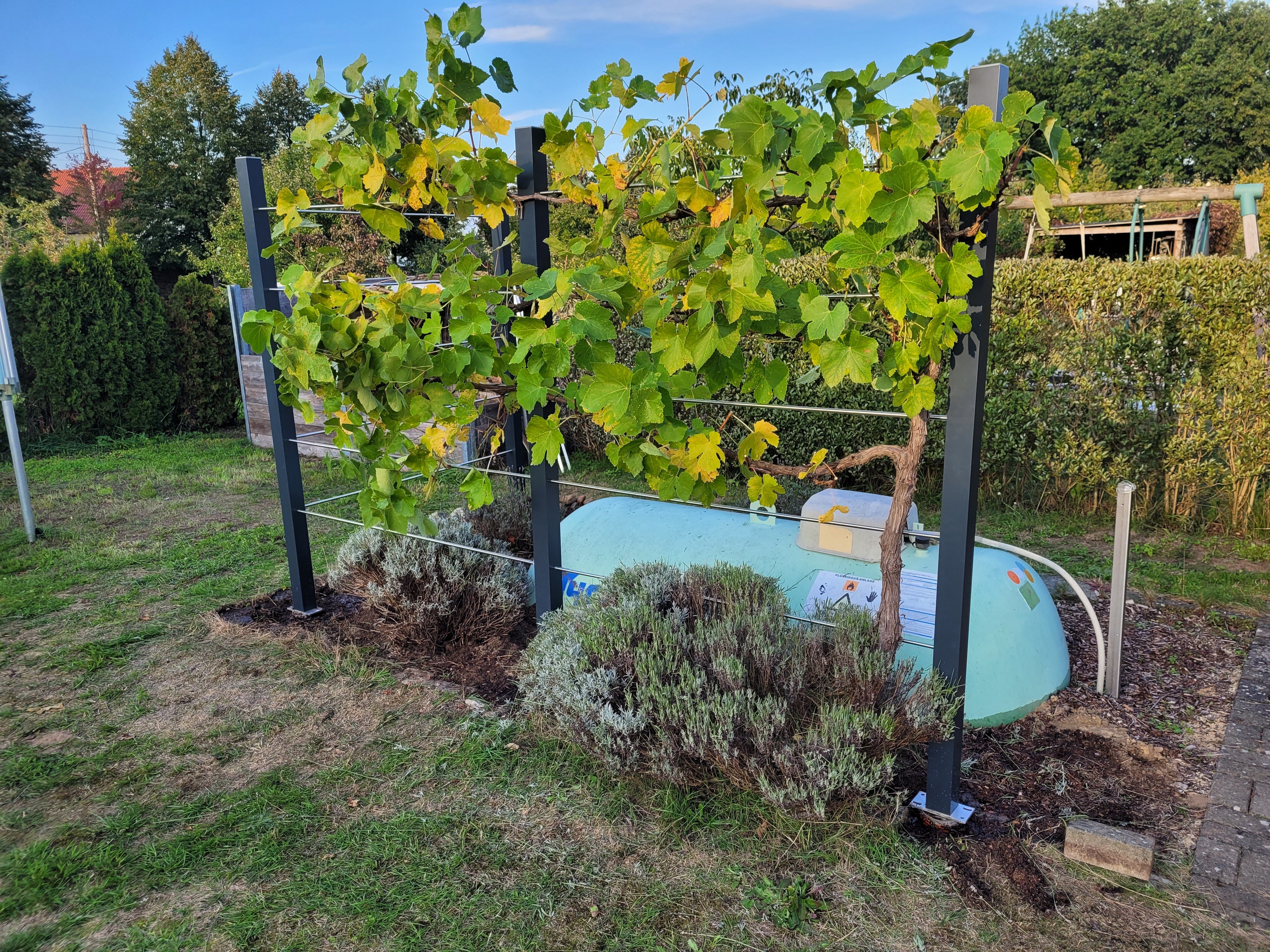 Rankhilfe Weinrebe